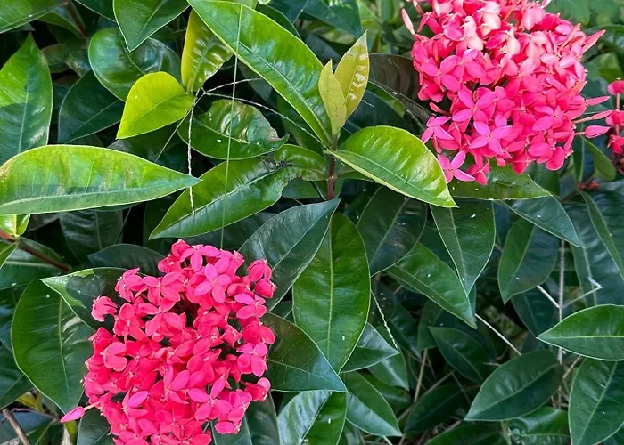 Casa Em Porto - Casa Beija Flor